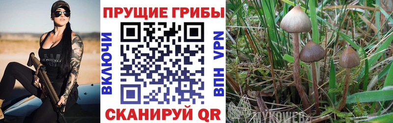 Галлюциногенные грибы Psilocybe блэк спрут рабочий сайт Нижние Серги